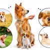 HoAoOo Pet Clicker with Whistle Dog Training Metal Durable-6