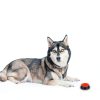 BoArt Dog Training Clicker Recordable Button Pet-5