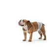 Simple Solution Male Dog Wraps Leakproof Incontinence-5