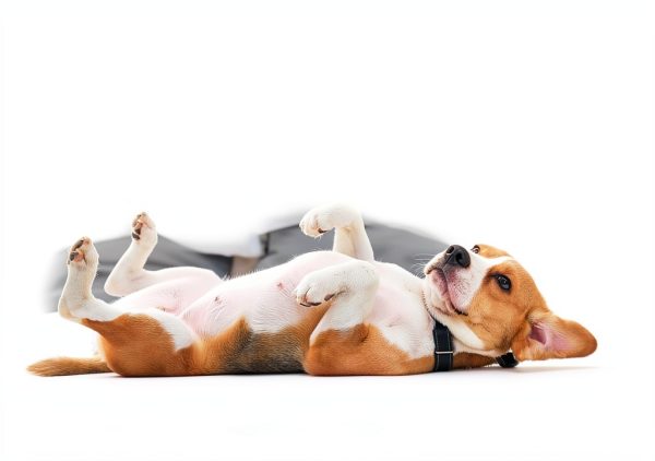 ANLIKY Dog Training Clickers Communication Buttons Clear-2